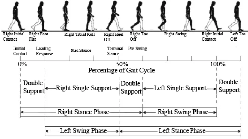Figure 2.1: A normal gait cycle. Figure adapted from Racic et al., 2009. 