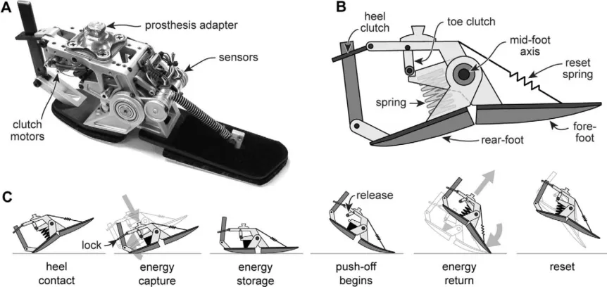 Figure 2.14: Hatched area corresponding to the stored and released energy by the energy recycling foot