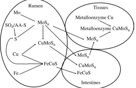 Fig. 1. Ruminal mechanism for the interaction of Cu, Mo, S and Fe andcally to represent the thiomolybdate series (MoSroutes of absorption for the interaction products