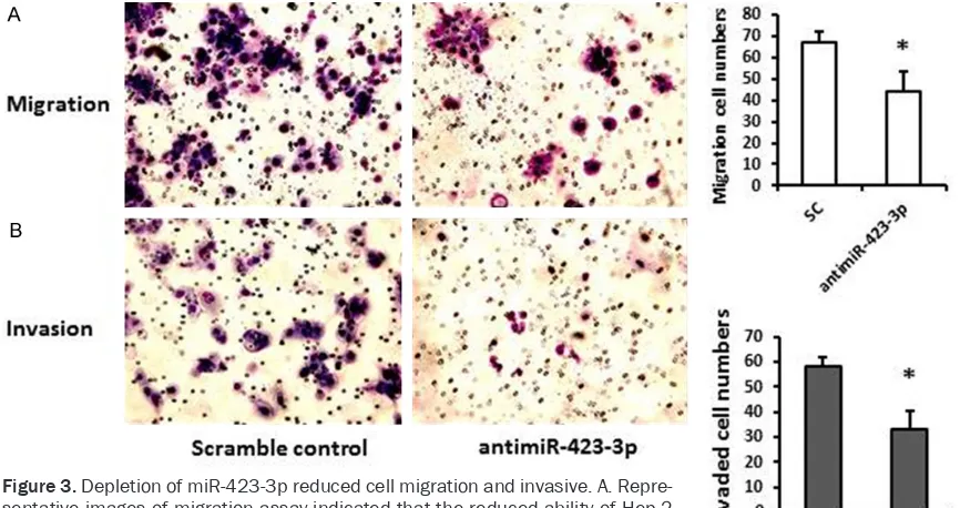 Figure 3. Depletion of miR-423-3p reduced cell migration and invasive. A. Repre-sentative images of migration assay indicated that the reduced ability of Hep-2 cells to migrate after transfection with antimiR-423-3p compared to scrambled control (40 nM)
