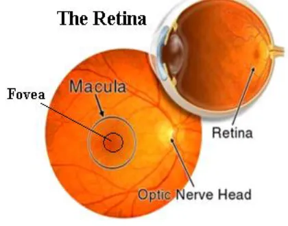 Figure 1 Retina components 