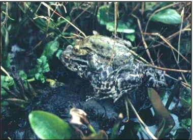 Figure 1.2. Male (attached dorsally) and female common toads in amplexus at the study site