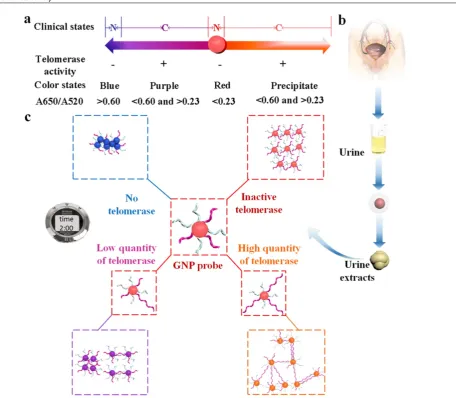 Figure 12. Schematic illustration of a colorimetric assay using L-cysteine-mediated AuNPs aggregation