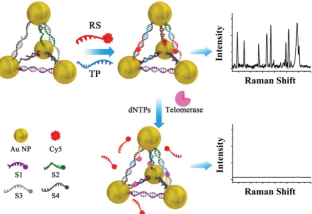 Figure 14. Schematic illustration of an SERS assay 5 using Cy5-modified DNA sequence embedded with AuNPs-DNA pyramids as SERS reporter