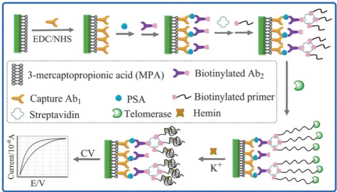 Figure 2. Schematic illustration of silver nanoparticles-aided electrochemical assay using highly specific solid-state electrochemical process