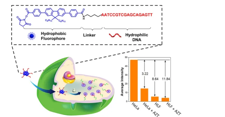 Figure 6. Schematic illustration of stem-loop primer-mediated exponential isothermal amplification assay