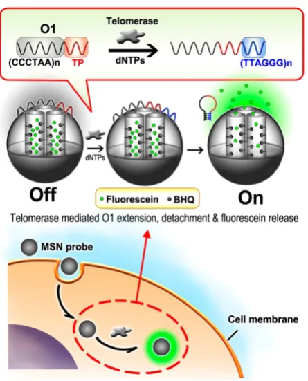 Figure 8. Schematic illustration of mesoporous silica nanoparticle probe-based fluorescent assay