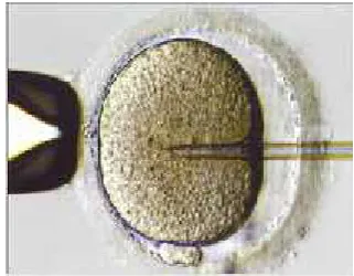 Figure 1.3 Embryo development stages