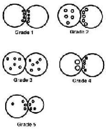 Figure 1.5 Scott's zygote scoring grades