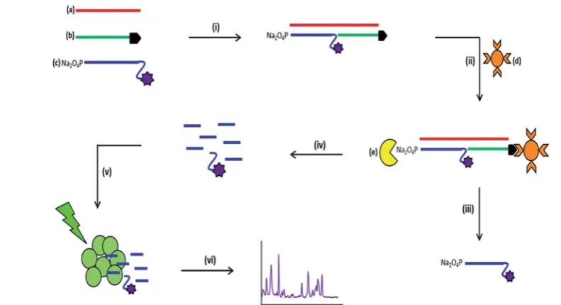 Fig. 1Schematic of the SERS detection assay illustrating each step involved. Two selectively modiand 5known as sandwich hybridisation (i), using 0.3 M phosphate bumagnetic beads (d) are then added to the reaction mixture (ii) and the newly formed duplex is