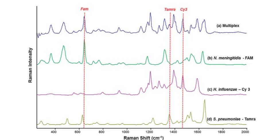 Fig. 4Stacked SERS spectra showing the spectra obtained from the simultaneous detection of all three bacterial meningitis pathogens using thedetection assay (a) and the SERS spectra obtained from the detection of each pathogen separately; N