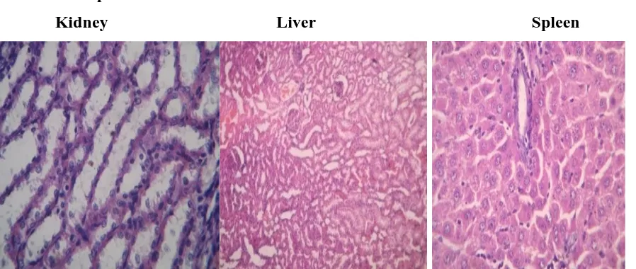 Table 13: Liver Function Test of Wistar Albino Rats Group Exposed To 