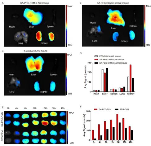 Figure 5. Assessment on targeting function of SA-PEG-DXM micelles in vivosemi-quantitative values of fluorescence intensity