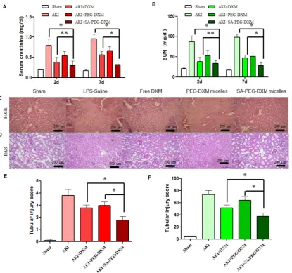 Figure 6. Assessment on kidney function and histopathological changes. (A and B) The increase in Scr and BUN at 2 and 7 days in AKI mice is abrogated acid-Schiff (PAS) staining from the outer medulla (at day 7)