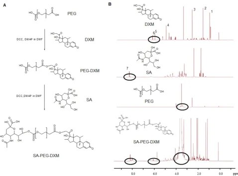 Figure 1. Synthesis and characterization of sialic acid-g-PEG-g-dexamethasone conjugates