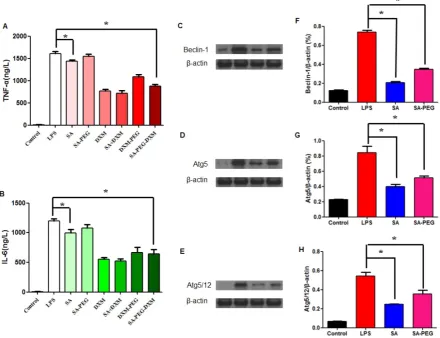 Figure 4. Assessment on the anti-inflammatory activity in vitroexpression, of SA-PEG-DXM micelles on the production of IL-6 (*