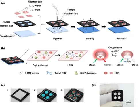 Figure 1. Scheme and images of a paper-based device for performing loop-mediated isothermal amplification (LAMP) with real-time simultaneous detection of pad, the dried reagents are activated