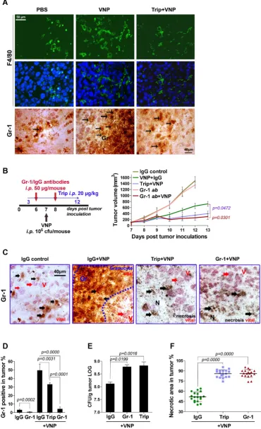 Figure 2. Triptolide Amplifies the Anti-tumour Effect of VNP20009 by Inhibiting the Infiltration of Inflammatory Cells Caused by VNP20009 Infection