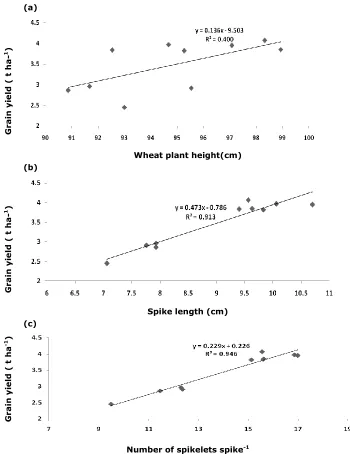Figure 4. Relationship of wheat grain yield with its (a) plant height, (b) spike length, and (c) Number of spikelets spike-1 