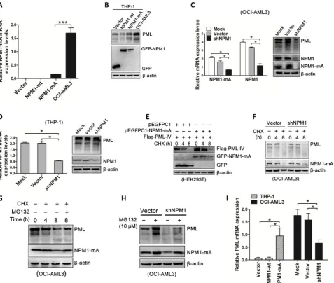 Figure 5. NPM1-mA stabilizes PML in OCI-AML3 cells.NPM1-mA on PML mRNA levels by gain-and loss-of function experiments