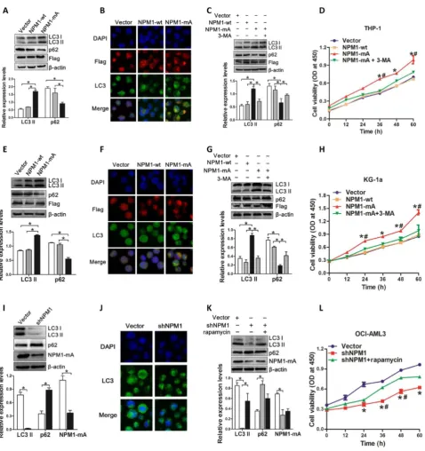 Figure 2. Autophagy activation facilitated by NPM1-mA enhances leukemic cell survival