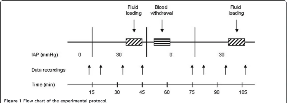 Figure 1 Flow chart of the experimental protocol.