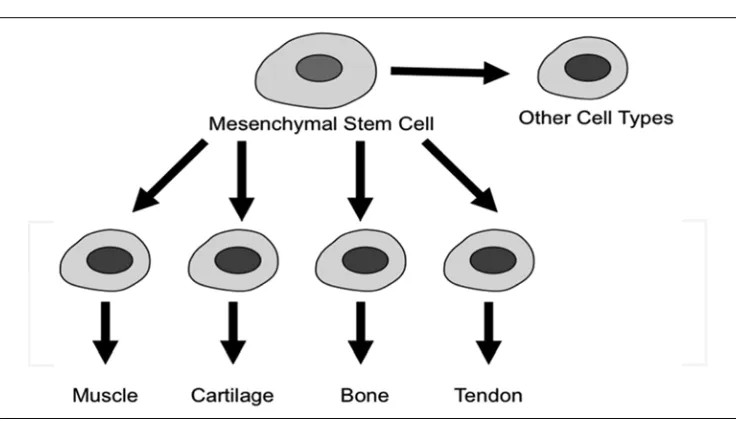 Fig. 1. Multipotency of mesenchymal stem cells (MSCs). MSCs can give rise to myocytes, chondrocytes, osteoblasts, tenocytes and a variety of other connective tissue cells 