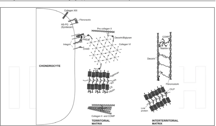 Fig. 3. Molecular composition of the extracellular matrix (ECM) of articular cartilage 