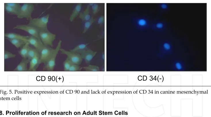 Fig. 5. Positive expression of CD 90 and lack of expression of CD 34 in canine mesenchymal 