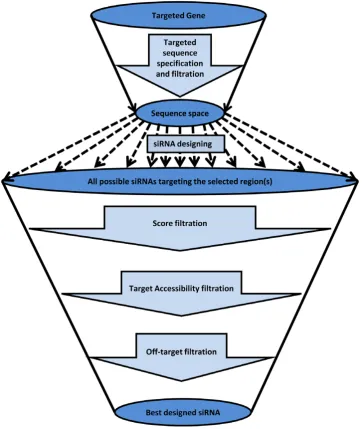Figure 1. Different phases for designing siRNA with high efficiency & sensitivity. There are seven distinguished phases for siRNA design: 1according to target accessibility