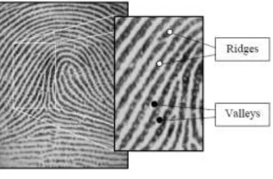 Fig. 1. Fingerprint Image 