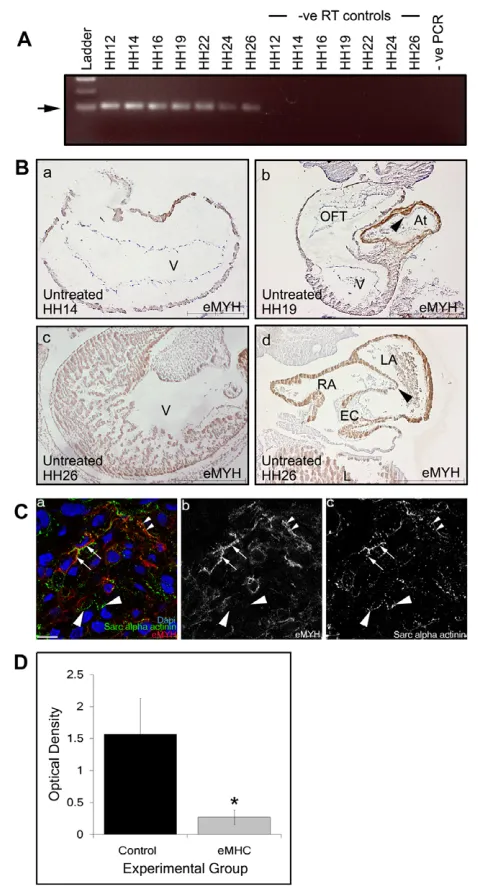 Fig. 1. eMYH is expressed during chick cardiogenesis and isknocked down upon morpholino application