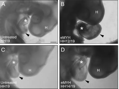 Fig. 2. eMYH knockdown leads to an enlarged heart in the chick.(A-D)Morpholino applied at HH12 (B) or HH14 (D), with harvesting atHH19 for eMYH knockdowns (B,D) and controls (A,C)