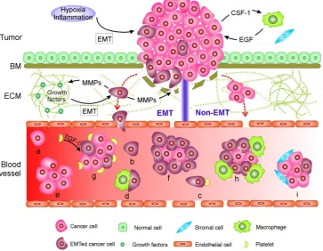 Figure 1. Mechanisms of circulating tumor cell (CTC) generation and the potential CTC subpopulations existing in the blood circulation