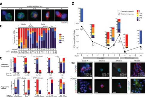 Figure 2. Physical heterogeneity of CTCs. (A) CTCs exist as intact cells, clusters, or apoptotic cells