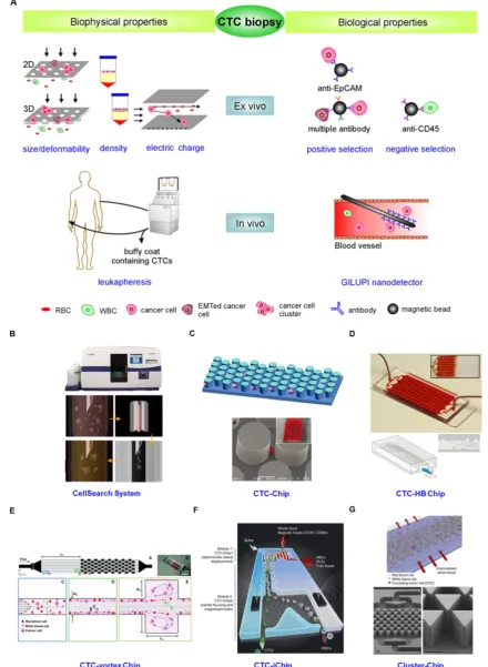 Figure 4. (A) CTC enrichment methodologies can be summarized into physical and biological property-dependent methodologies