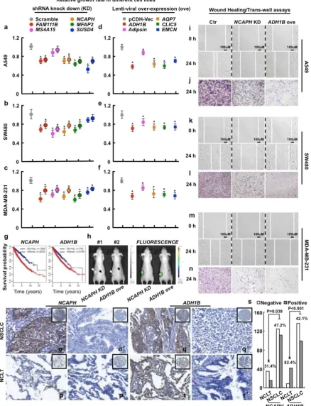 Figure 3. Functional study of 10 picked genes from the top 500 dysregulated ones in different tumor cell lines