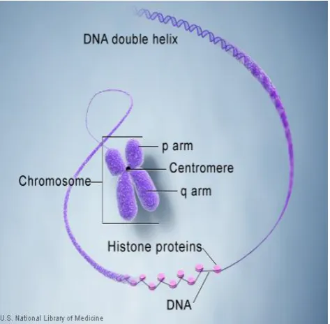 Figure 1-DNA and histone proteins are packaged into structures called chromosomes. 