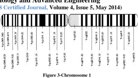 Figure 2-Karyotype representation of Chromosomes. 