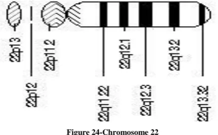 Figure 23-Chromosome 21 