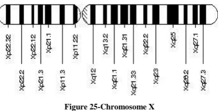 Figure 26-Chromosome Y 