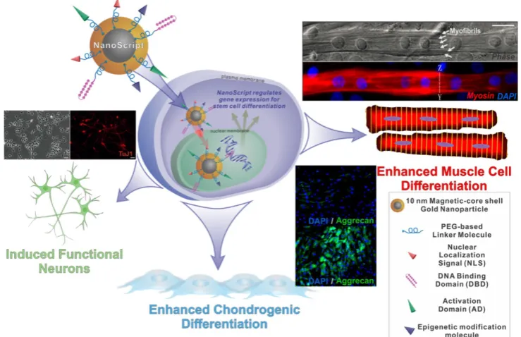 Figure 7. Schematic diagram of NanoScript entering the cell and translocating into the nucleus where it can alter gene expression