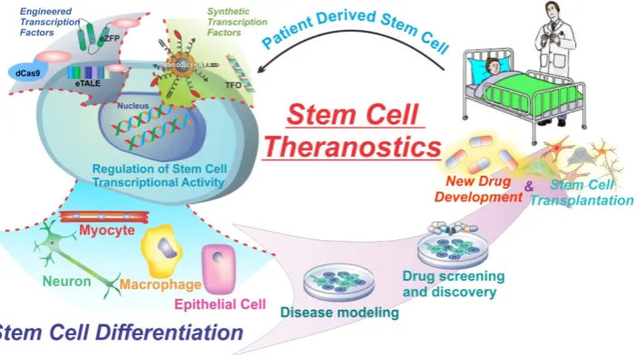 Figure 1. Engineered and Synthetic transcription factors can modulate gene expression and alter cell behavior to initiate cellular processes such as differentiation