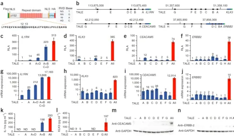 Figure 4. Schematic diagram of eTALE-TF (a). Location of binding sites for various eTALEs in various genes including IL1RN, KLK3, CEACAM5, and ERBB2 (b)