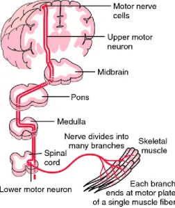 Figure 2.1: Pathway of upper and lower motor neurons (Damjanov, 2000). 