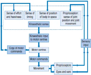 Figure 2.2: Relationship between kinaesthetic sense and proprioception 