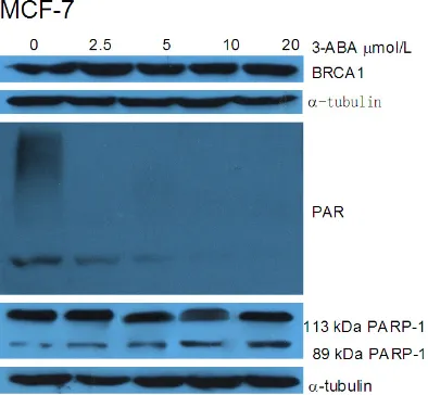 Figure 2. PARP-1 activation and the change of BRCA1 expression after 1 μmol/L ADR treatment with recovery dif-ferent time