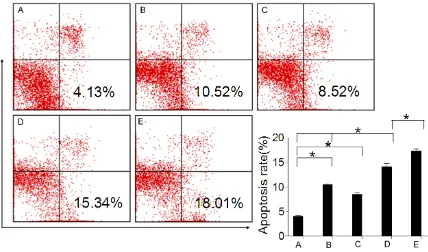 Figure 4. Effect of PARP-1 inhibition on cell apoptosis after ADR treatment. Cell apoptosis of MCF-7 cell lines, after co-treatment 24 h with 1 μM ADR and 5 μM 3-ABA, and 12 h recovered, measured by FCM