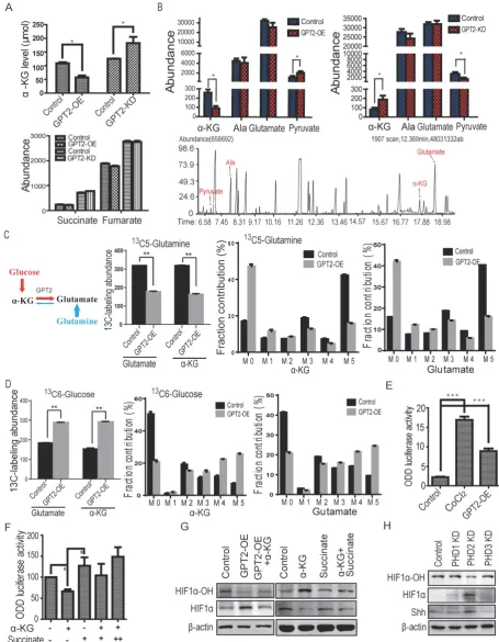Figure 4. GPT2 overexpression inhibits proline hydrolyase activity by decreasing cellular effective αalanine, pyruvate and glutamate detected by GC-MS