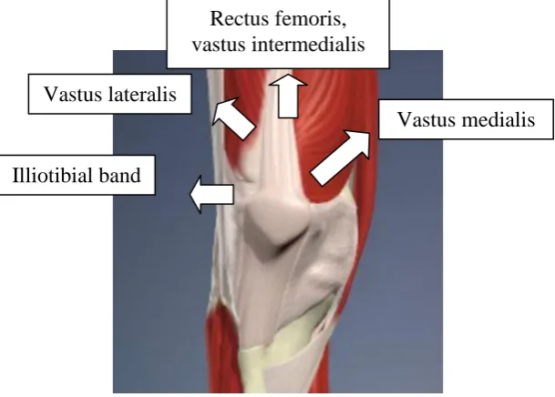 Figure 2.1 – The knee joint muscles and direction of action. 